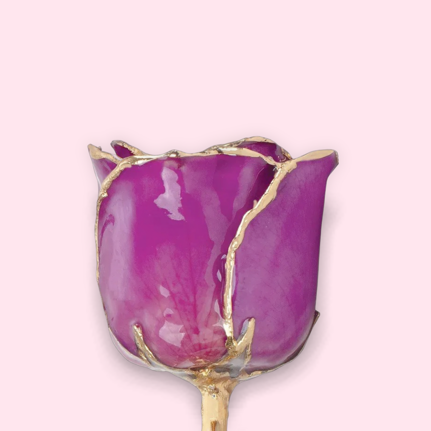 February - 24K Gold Trimmed Birthstone Rose
