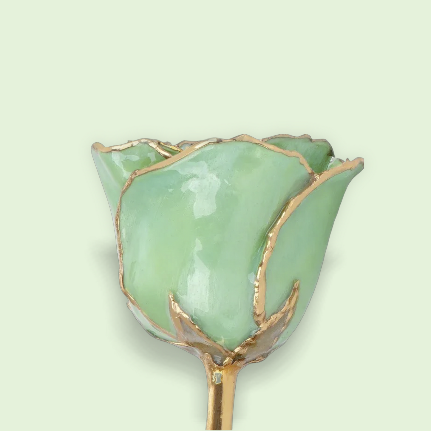 August - 24K Gold Trimmed Birthstone Rose