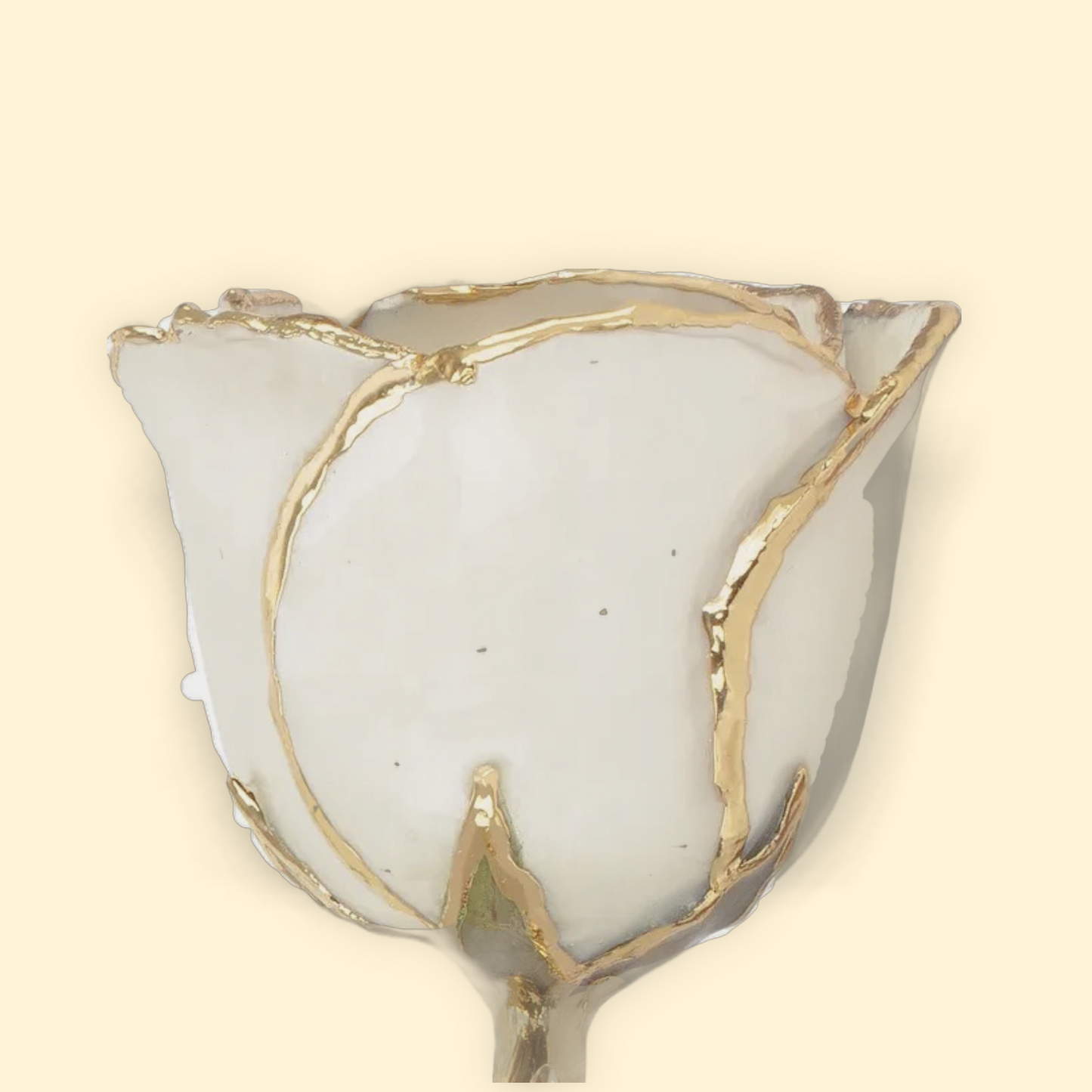 June - 24K Gold Trimmed Birthstone Rose