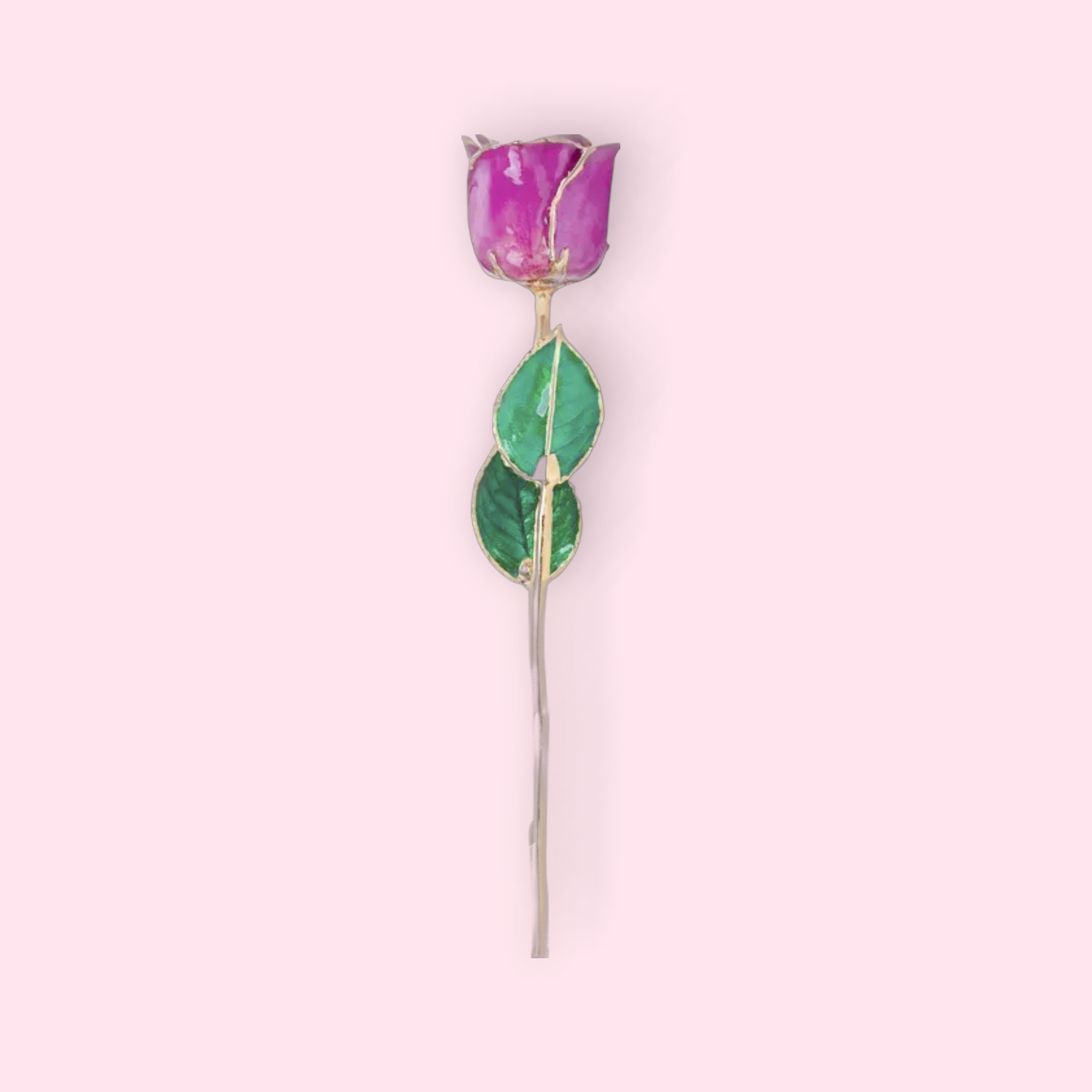 Purple rose with green leaves on a pink background