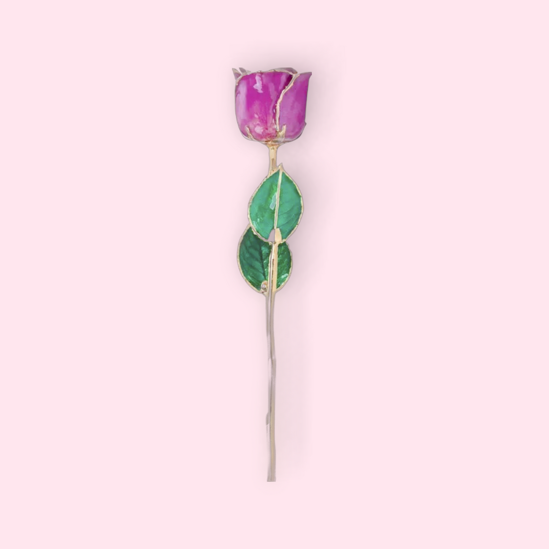 Purple rose with green leaves on a pink background