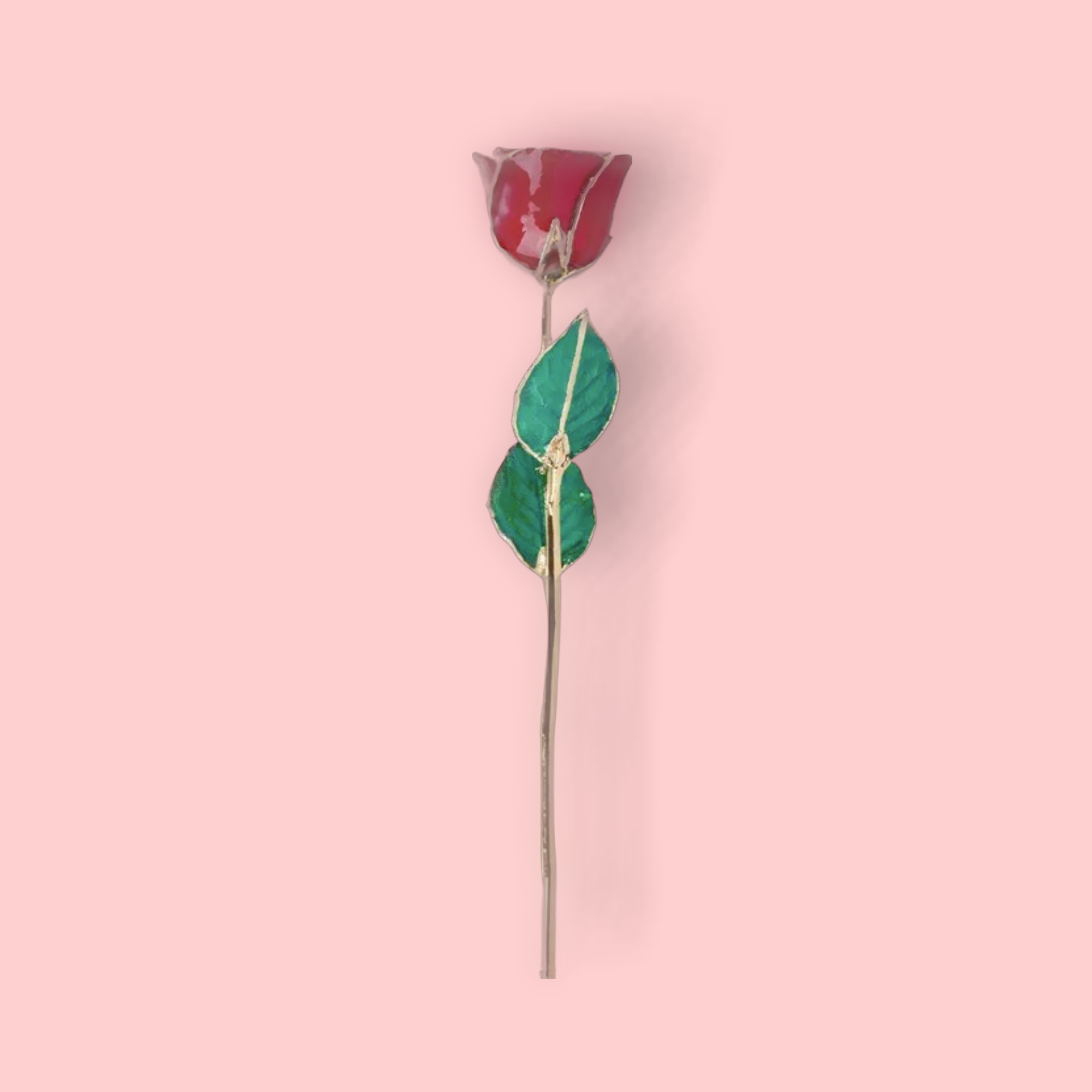 Red rose with gold stem on a pink background