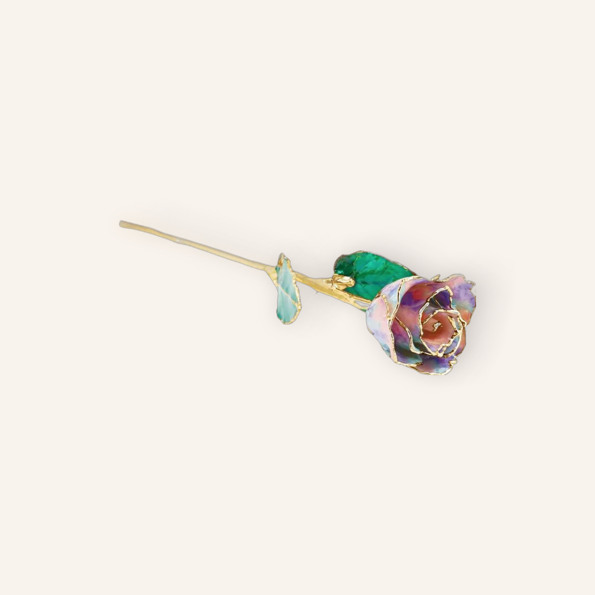 Colorful rose with gold stem on a white background