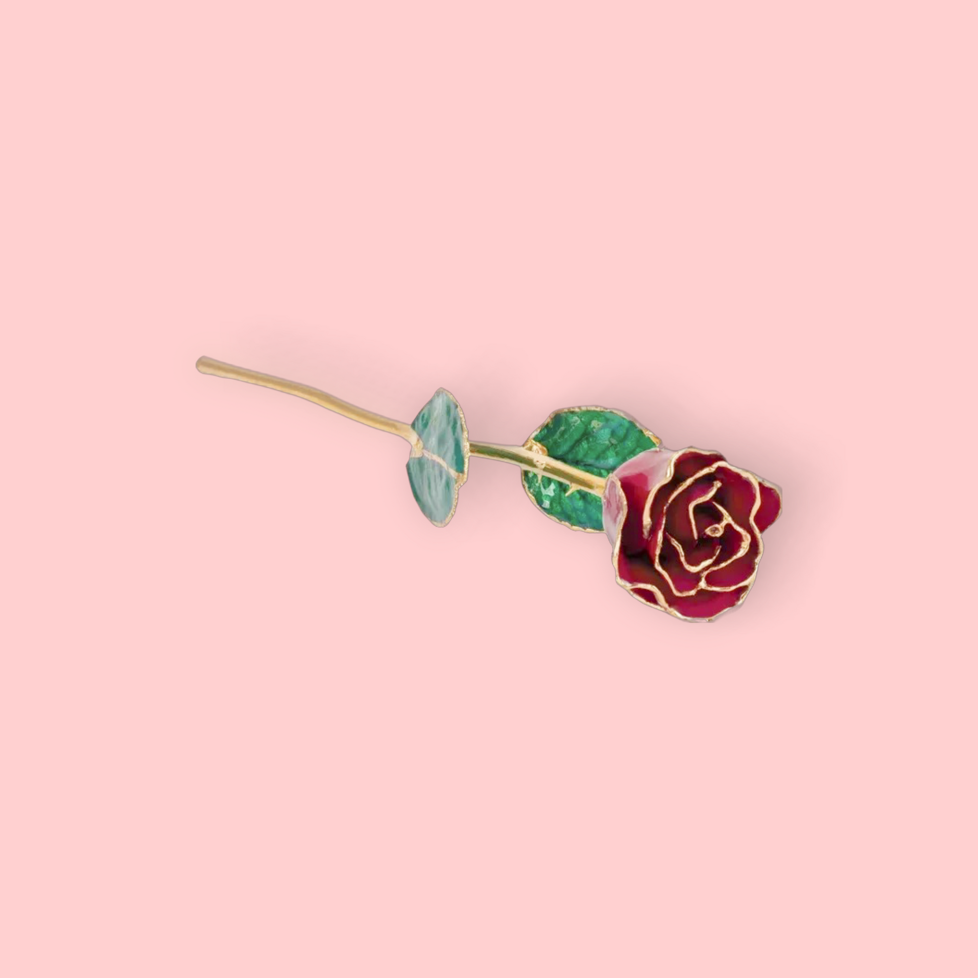 Gold rose with red petal and green leaves on a pink background