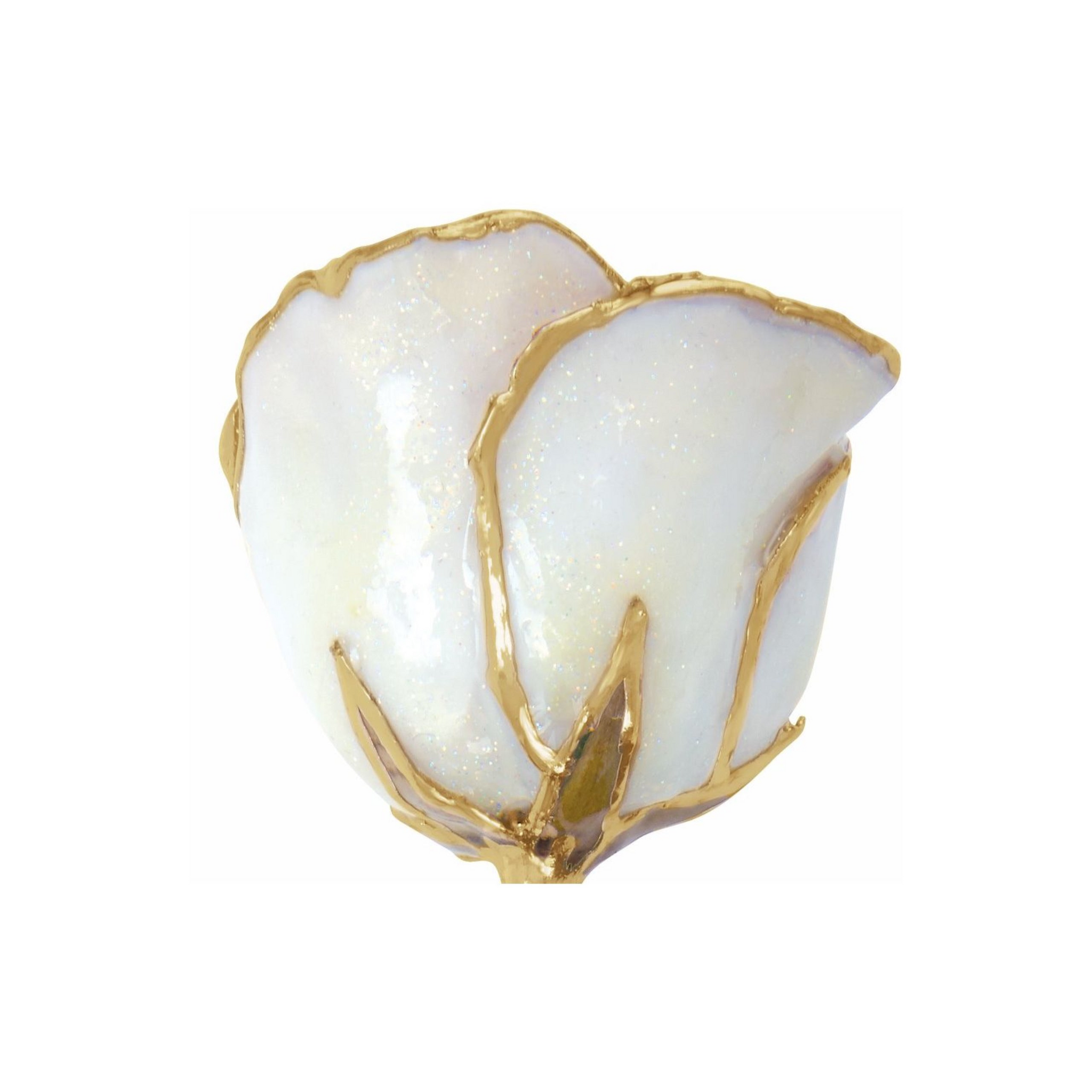 White shell with gold trim on a white background